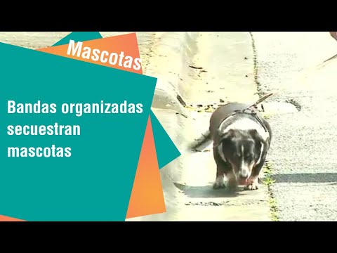 Bandas organizadas se dedican a secuestrar mascotas | Mascotas
