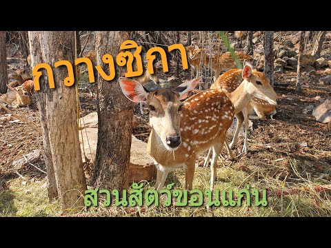 กวางซิกา-#สวนสัตว์ขอนแก่น กวางซิกา-#สวนสัตว์ขอนแก่น