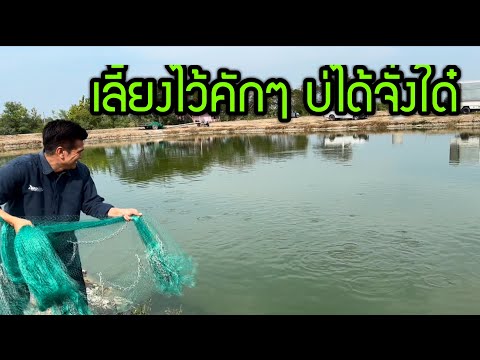 บ่อเลี้ยงปลาดุกเสี่ยสำเนียง