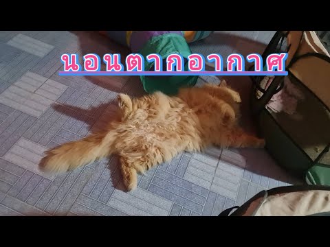 นอนตากอากาศแมวcat