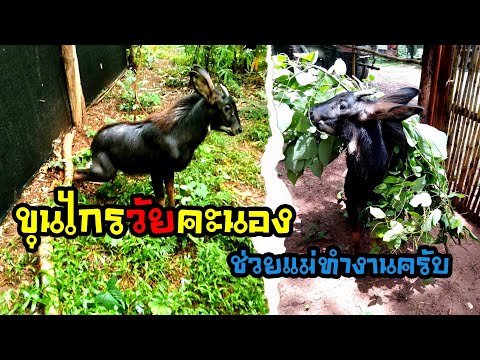 เผยหุ่นล่าสุด-!!!-ขุนไกรศิษย์ถ เผยหุ่นล่าสุด-!!!-ขุนไกรศิษย์ถ