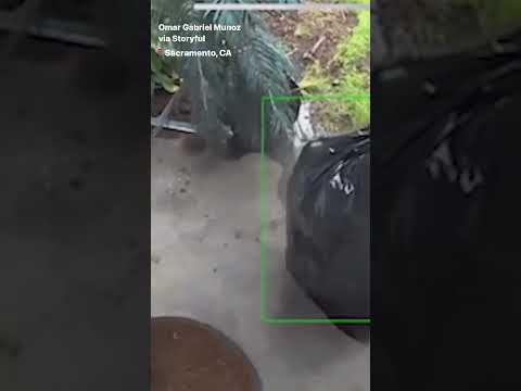 Porch pirate disguised as trash bag steals package from home doorstep