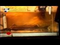 Клубника: Выращивание осетра, раков, сомов и клубники