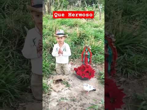 Mira la Reacción de la Paloma y Niño al Ver a la Imagen de Guadalupe #shorts #like #news