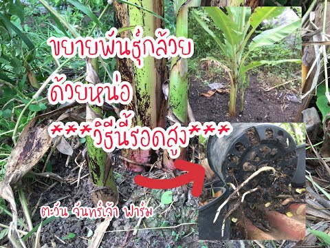 ขยายพันธุ์กล้วย-ด้วยหน่อ-วิธีน ขยายพันธุ์กล้วย-ด้วยหน่อ-วิธีน