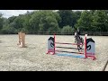 Show jumping horse TE KOOP leuke 10 jarige springruin