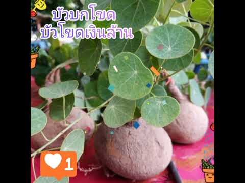 บัวบกโขด-ไม้โขดเงินล้าน บัวบกโขด-ไม้โขดเงินล้าน