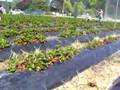 Клубника: strawberry farm