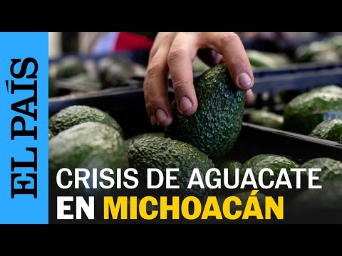 MÉXICO | La crisis de aguacate en Michoacán | EL PAÍS