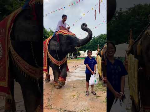 ยิ้มหวานshortvideoelephanta