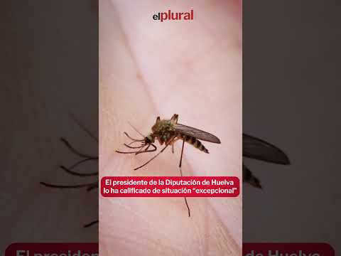 Los mosquitos invaden Doñana #shorts