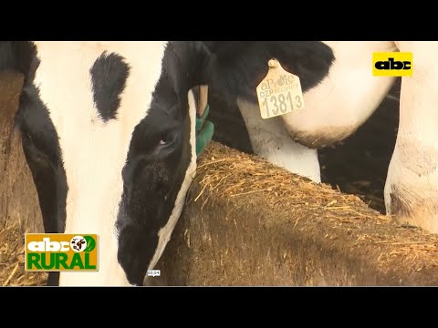 ABC Rural: Nutrición planificada en vacas lecheras dan mejores resultados