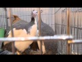 Цесарки: Гибрид цесарки и курицы на выставке Золотая Осень-2010