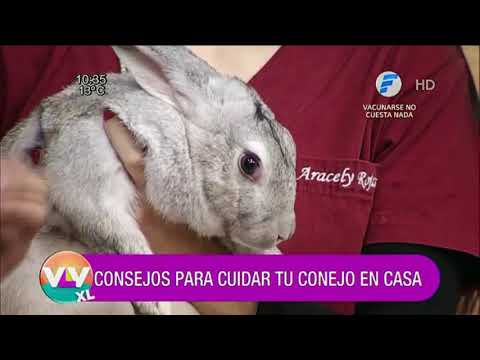 Veterinaria | Consejos para cuidar a tu conejo.
