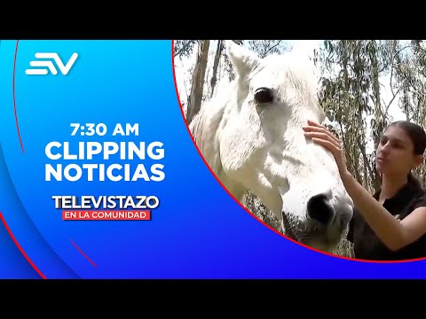 Caballo fue atacado por dos perros en el parque Metropolitano | Televistazo | Ecuavisa