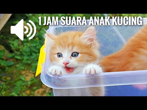 1 Jam Suara Anak Kucing - Kucingmu Dijamin Bingung - 1 Hour Kittens Meowing Sound