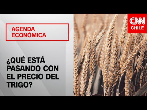 Preocupación en el sector agrícola por el precio del trigo | Agenda Económica