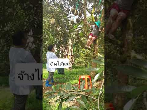 วิธีรับทุเรียนของเรา วิธีรับทุเรียนของเรา