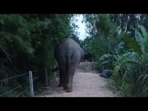 ไปไหนกัน🐘💗🚴 ไปไหนกัน🐘💗🚴