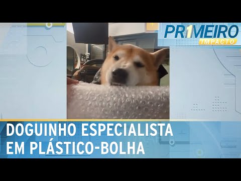 Cachorro mostra que é mestre em estourar plástico-bolha | Primeiro Impacto (27/03/24)