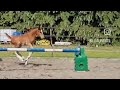 Show jumping horse Emerald merrieveulen uit 1.40m bloedlijn