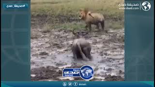 أسهل فريسه جات للأسد