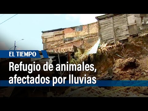 Fundación para animales, afectada por deslizamientos | El Tiempo