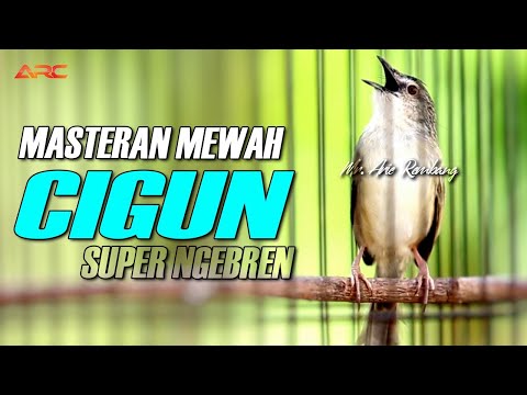 CIGUN GACOR SUPER NGEBREN AK47 | BERJEDA | KUALITAS AUDIO HD