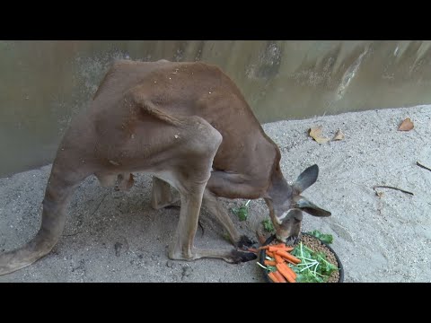 Zoo Consultant : Kangaroo Not Sick Or Suffering