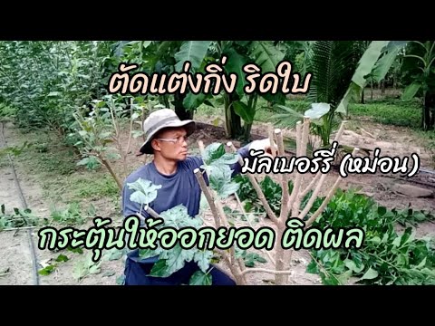 วิธีตัดแต่งกิ่งริดใบมัลเบอร์รี วิธีตัดแต่งกิ่งริดใบมัลเบอร์รี