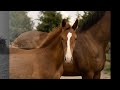 Dressuurpaard top dressuurveulen Washington-M