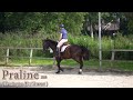 Show jumping horse Mooie zwartbruine 3-jarige merrie van Kensington ES x Warrant
