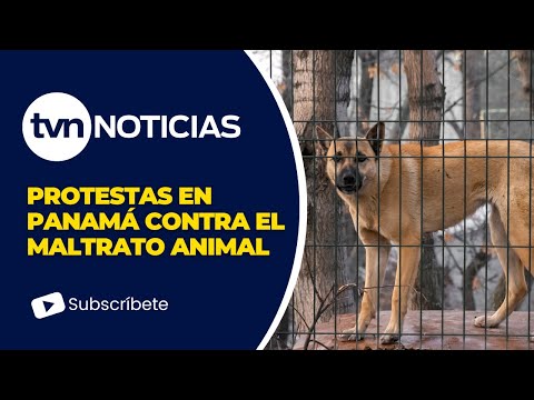 Panameños se movilizan para demandar leyes más estrictas contra el maltrato animal