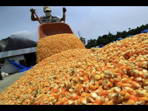 Barquisimeto se prepara para recibir el II Expo-Congreso Nacional del Maíz 2024 #7Feb