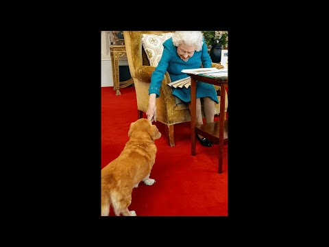 Que vont devenir les chiens stars de la reine Elizabeth ? #shorts #short #queen