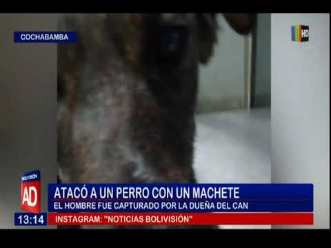 Cochabamba: Un hombre atacó a un perro con machete