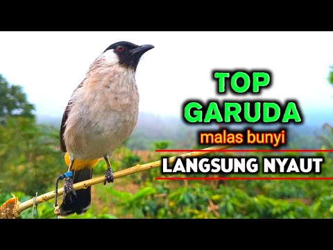 Kompilasi Suara Pikat Kutilang Paling Gacor