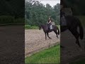 Dressuurpaard Mooie zwarte Z2 dressuurmerrie! Fijn leerpaard met de looks