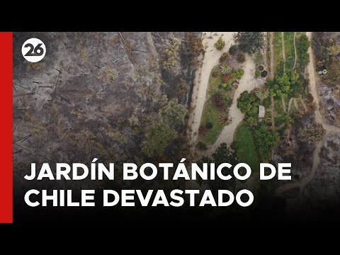 El jardín botánico de Chile quedó devastado luego de los incendios forestales