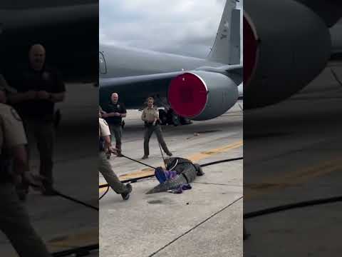 Wild video shows authorities wrangle massive gator that wandered onto Air Force Base tarmac #shorts