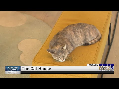 Around Town - The Cat House