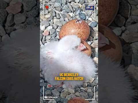 UC #Berkeley #falcon eggs hatch • #BayArea #EarthDay