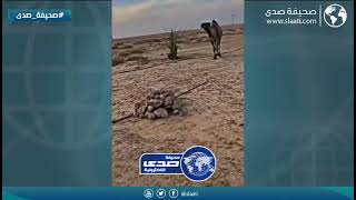 حنان الأم على ولدها