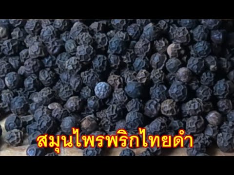 เมล็ดพริกไทยดำ-ครัวสาวจัน-คนไท เมล็ดพริกไทยดำ-ครัวสาวจัน-คนไท