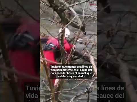Los bomberos de Cantabria rescatan a un cachorro en el río Miera
