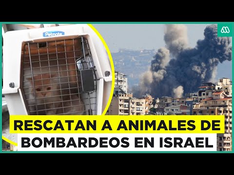 Guerra en Medio Oriente: Rescatan animales de bombardeos en Israel