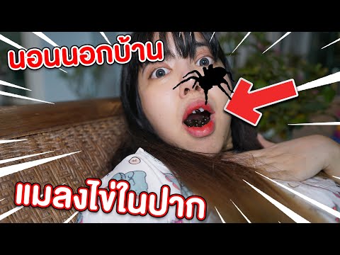 อันตราย-เตือนภัย-แมลงไข่ในปาก- อันตราย-เตือนภัย-แมลงไข่ในปาก-