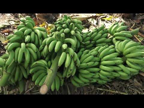 Sostenido y Elevado rendimiento agrícola del plátano fruta de la variedad Gran Enano