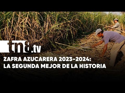 Zafra 2023-2024: La segunda mejor en la historia de Nicaragua