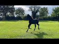 Dressage horse Supermooi hengstveulen van Jovian